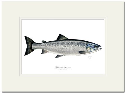 Mayfly Art Atlantic Salmon Signed Print